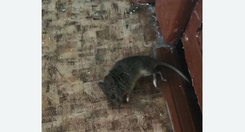Дезинфекция от мышей в Яровом