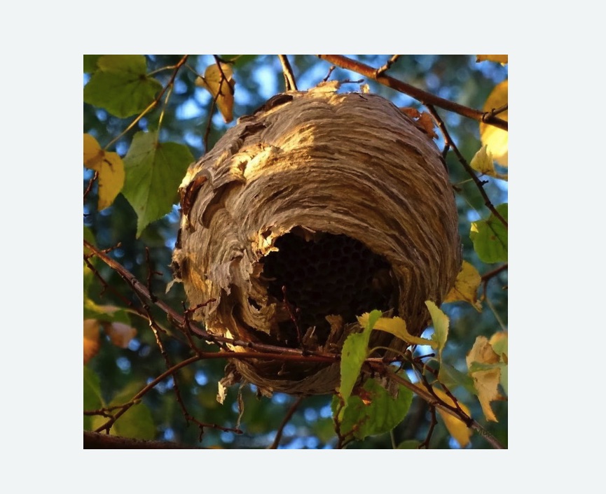 Обработка от шершней в Яровом