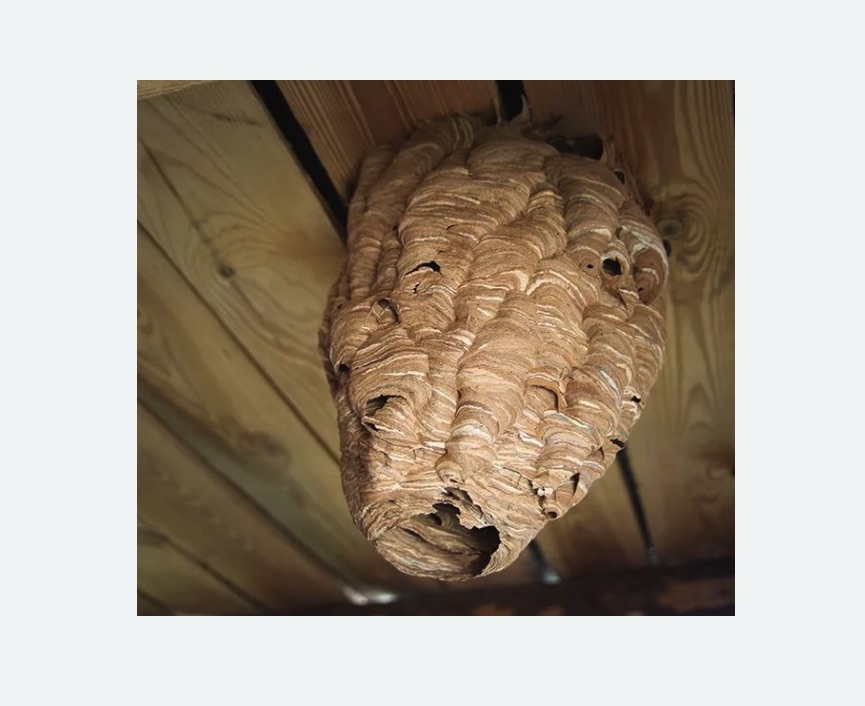 обработка от шершней в Яровом