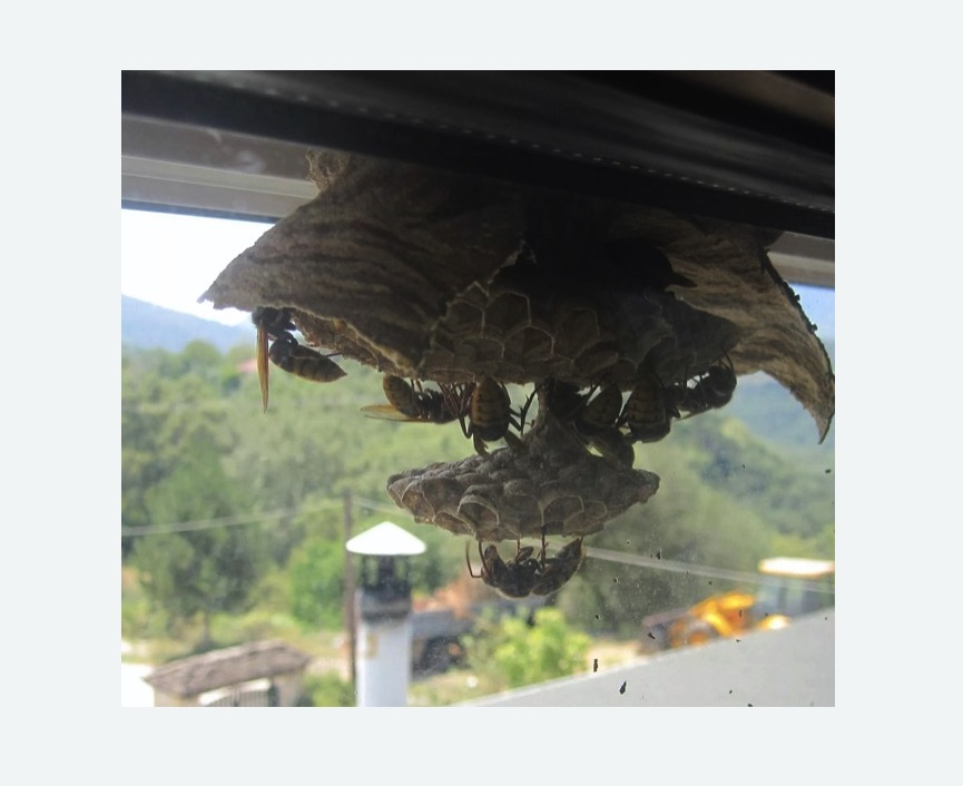 Уничтожение гнёзд шершней в Яровом