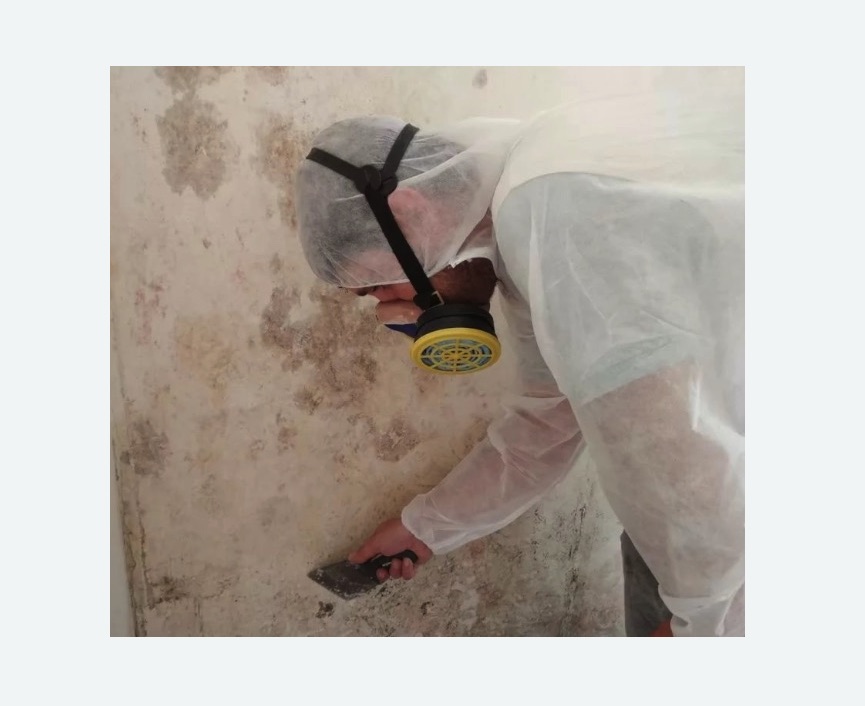 Обработка стен от плесени в Яровом