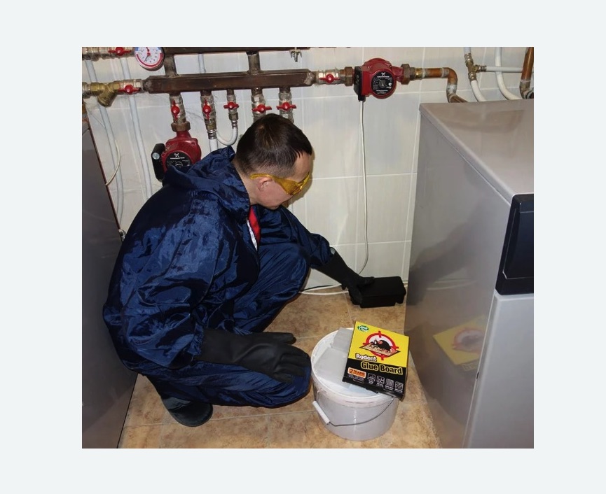 Уничтожение крыс в Яровом