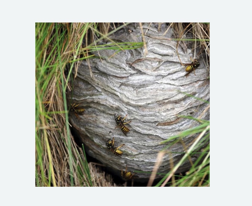 Уничтожение ос и ульев в Яровом